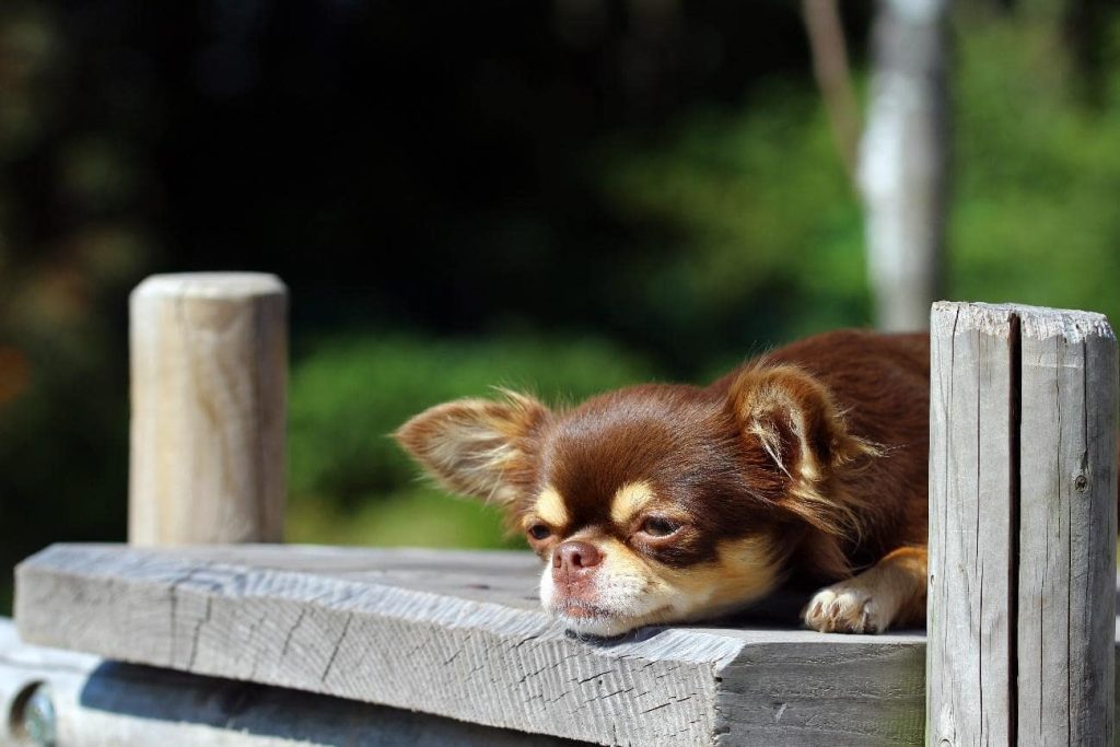 老犬が散歩を嫌がる時はどうする？