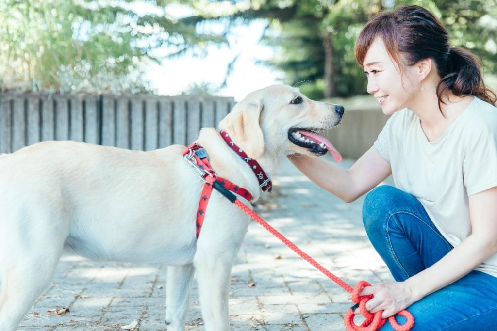 老犬との過ごし方で気を付けたいこと