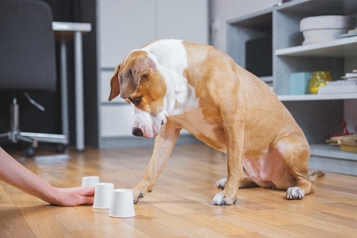 老犬はいつから？