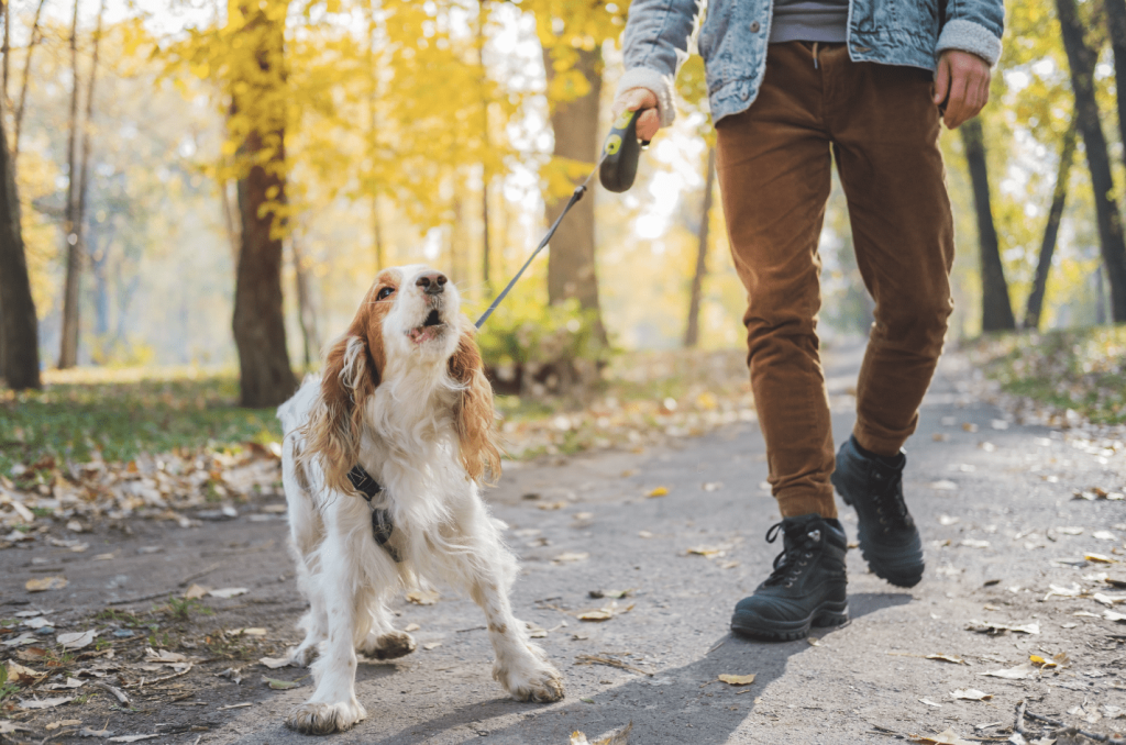 老犬が甘えた時にする対処法