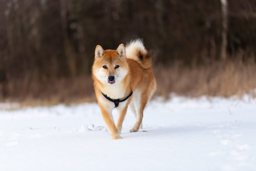 対策を練り、柴犬と過ごそう