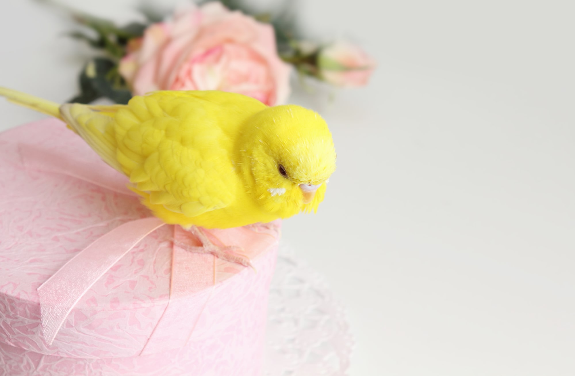 インコが亡くなった時のお火葬方法