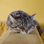 ペット火葬に使う棺は箱でもいい？箱の選定方法や安置方法について紹介