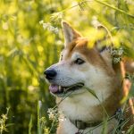 柴犬の寿命は13歳？柴犬の平均寿命や長生きのコツを徹底解説