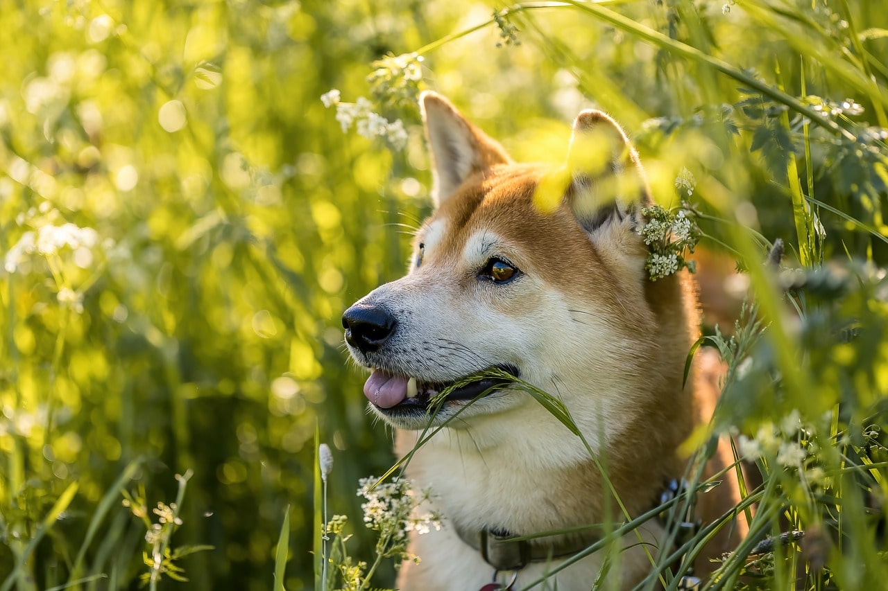 柴犬の寿命は13歳？柴犬の平均寿命や長生きのコツを徹底解説