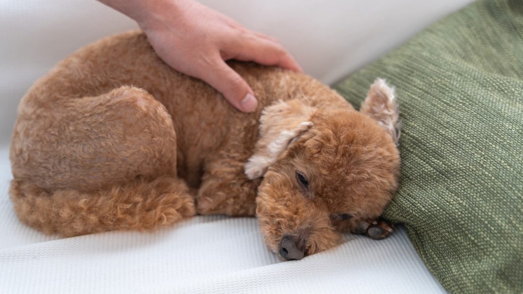 トイプードルは長生きしやすい犬種？寿命や老化について