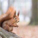 リスが死んだらご遺体はどうする？亡くなる前に見せる行動や亡くなった後のことを解説