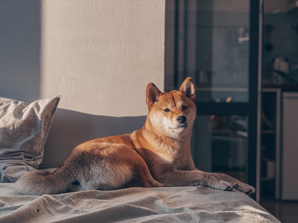 柴犬を長生きさせる飼い方