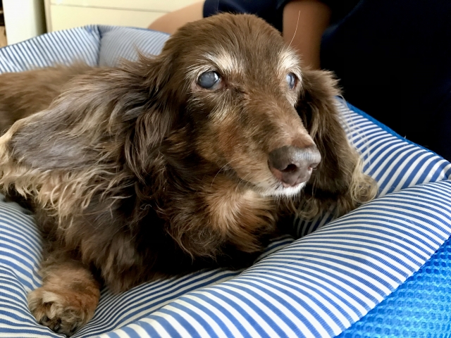 老犬に必要な介護