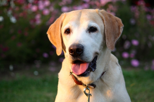 老犬の健康を維持する方法