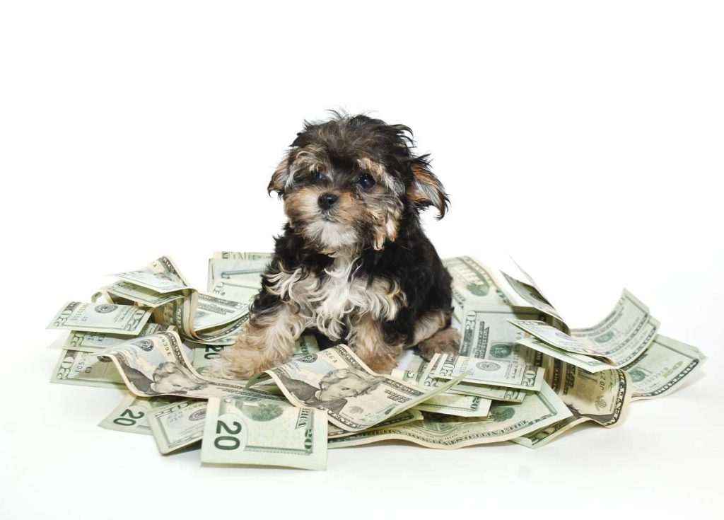 犬を飼育する際に発生する費用の目安