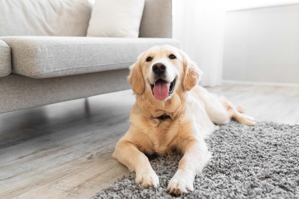 一人暮らしで犬を飼う際にするべきこと