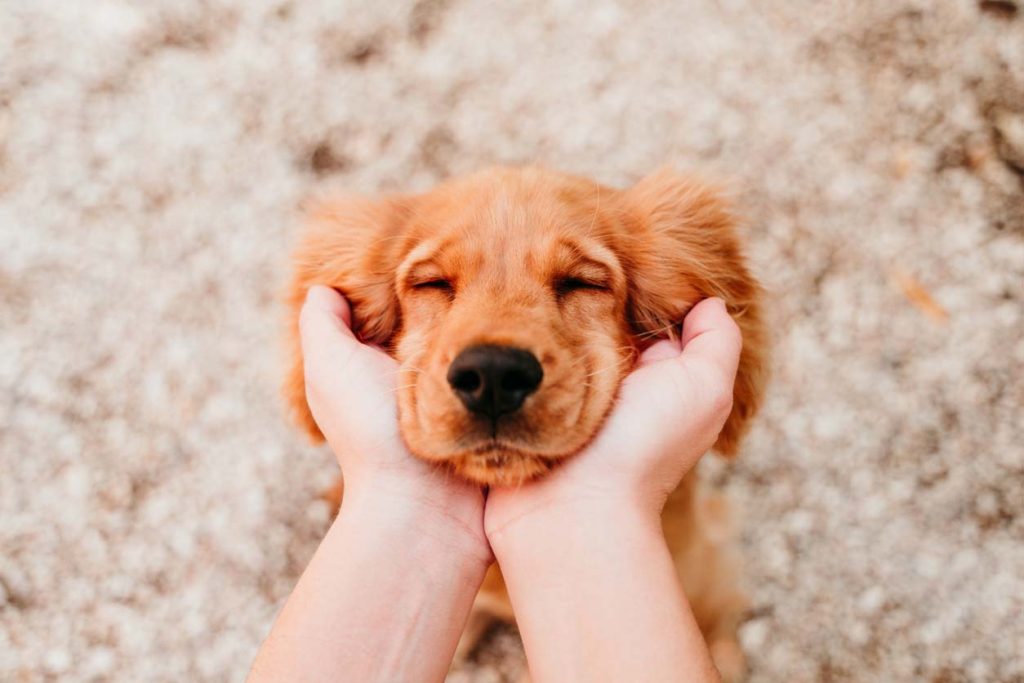 一人暮らしで犬を飼う際の注意点