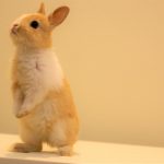 うさぎを火葬するにはどうすれば良い？7つのステップから料金相場まで解説