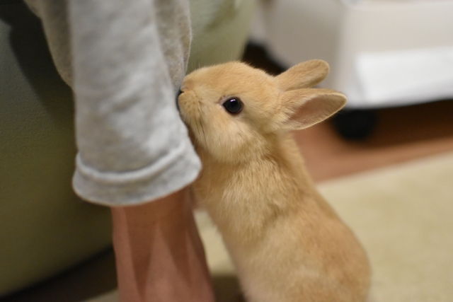 うさぎの火葬時間はどれくらい？当日の流れも詳しく解説