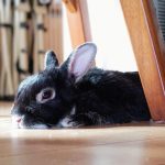 うさぎのご遺体は土葬してもよい？土葬できる条件から手順まで解説