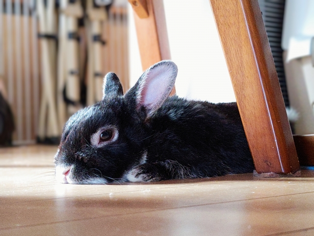 うさぎのご遺体は土葬してもよい？土葬できる条件から手順まで解説