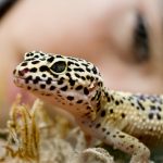 レオパ（ヒョウモントカゲモドキ）は火葬できる？火葬方法や供養方法について徹底解説