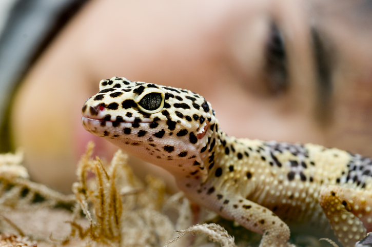 レオパ（ヒョウモントカゲモドキ）は火葬できる？火葬方法や供養方法について徹底解説