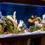 熱帯魚が亡くなったら火葬すべき？供養方法や火葬種類を徹底解説！