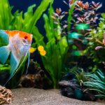熱帯魚は自分で火葬できる？具体的な火葬方法や供養方法について徹底解説