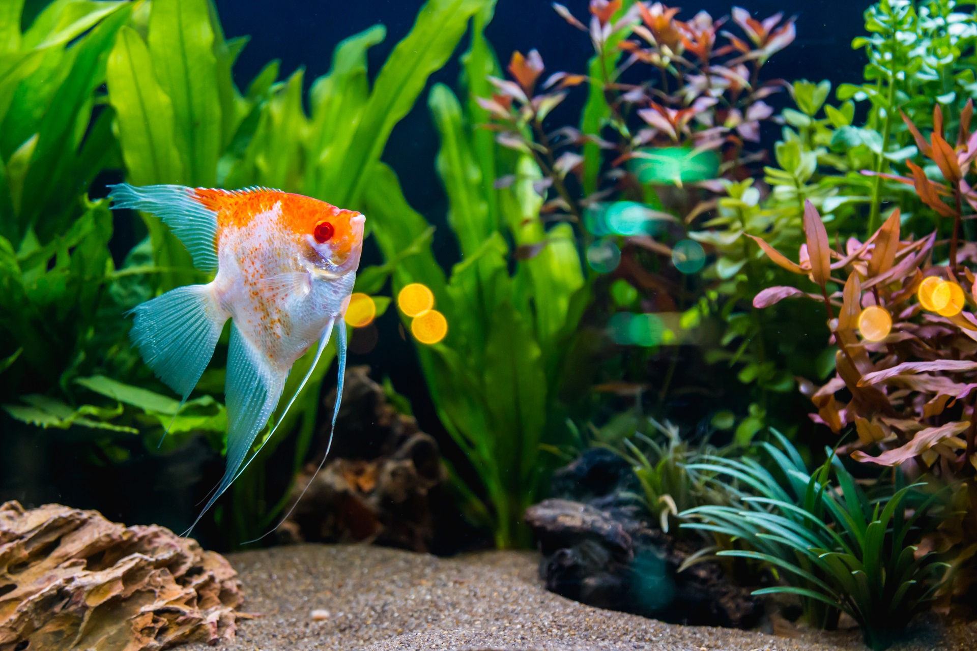 熱帯魚は自分で火葬できる？具体的な火葬方法や供養方法について徹底解説