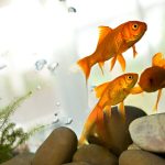 ペットの魚は火葬できる？亡くなった際にすべきことを徹底解説