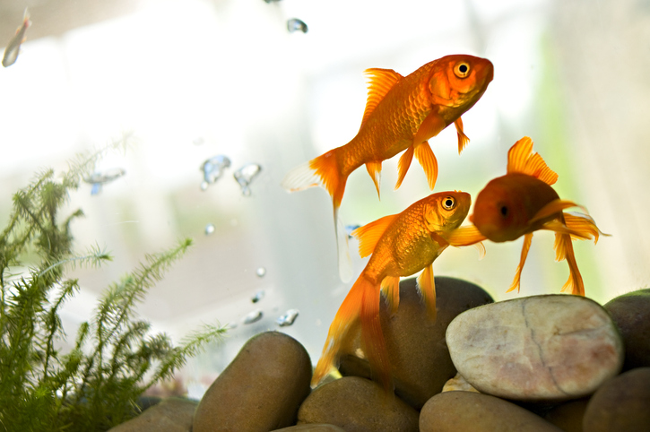 ペットの魚は火葬できる？亡くなった際にすべきことを徹底解説
