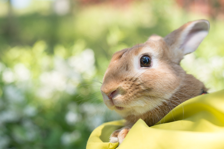 うさぎは病気を隠す習性がある？健康を確認する方法を紹介
