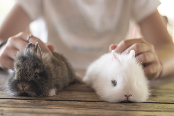 うさぎの抜け毛は病気だから？換毛期や対策をご紹介
