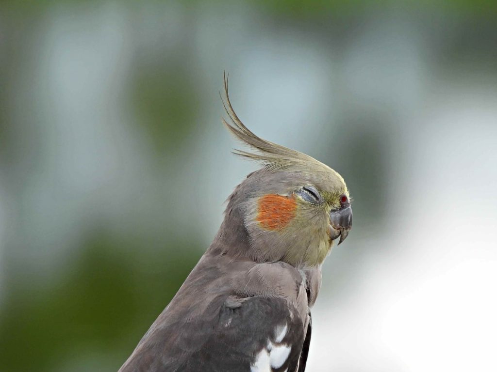 オカメインコを火葬する前の流れ