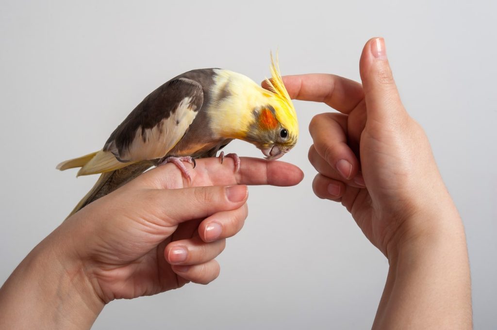 オカメインコの火葬方法と費用について