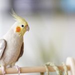 オカメインコの火葬方法や安置方法は？亡くなった後についても解説