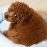 トイプードル火葬の費用はいくら？相場や内容について解説