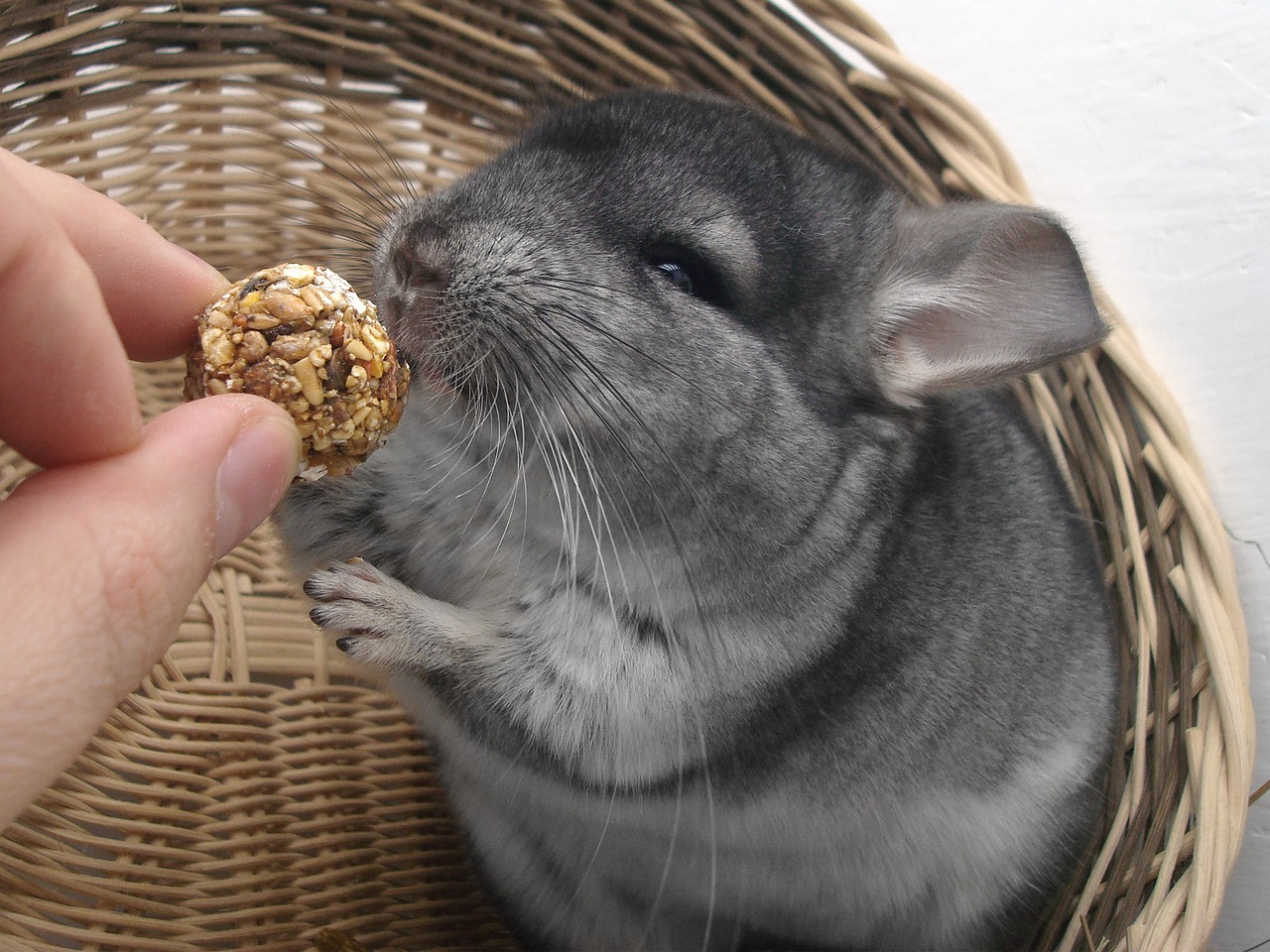 チンチラの骨は折れやすい？骨折の見分け方やかかりやすい病気について解説
