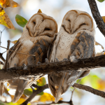 フクロウは火葬できる？亡くなったらすべきことも解説