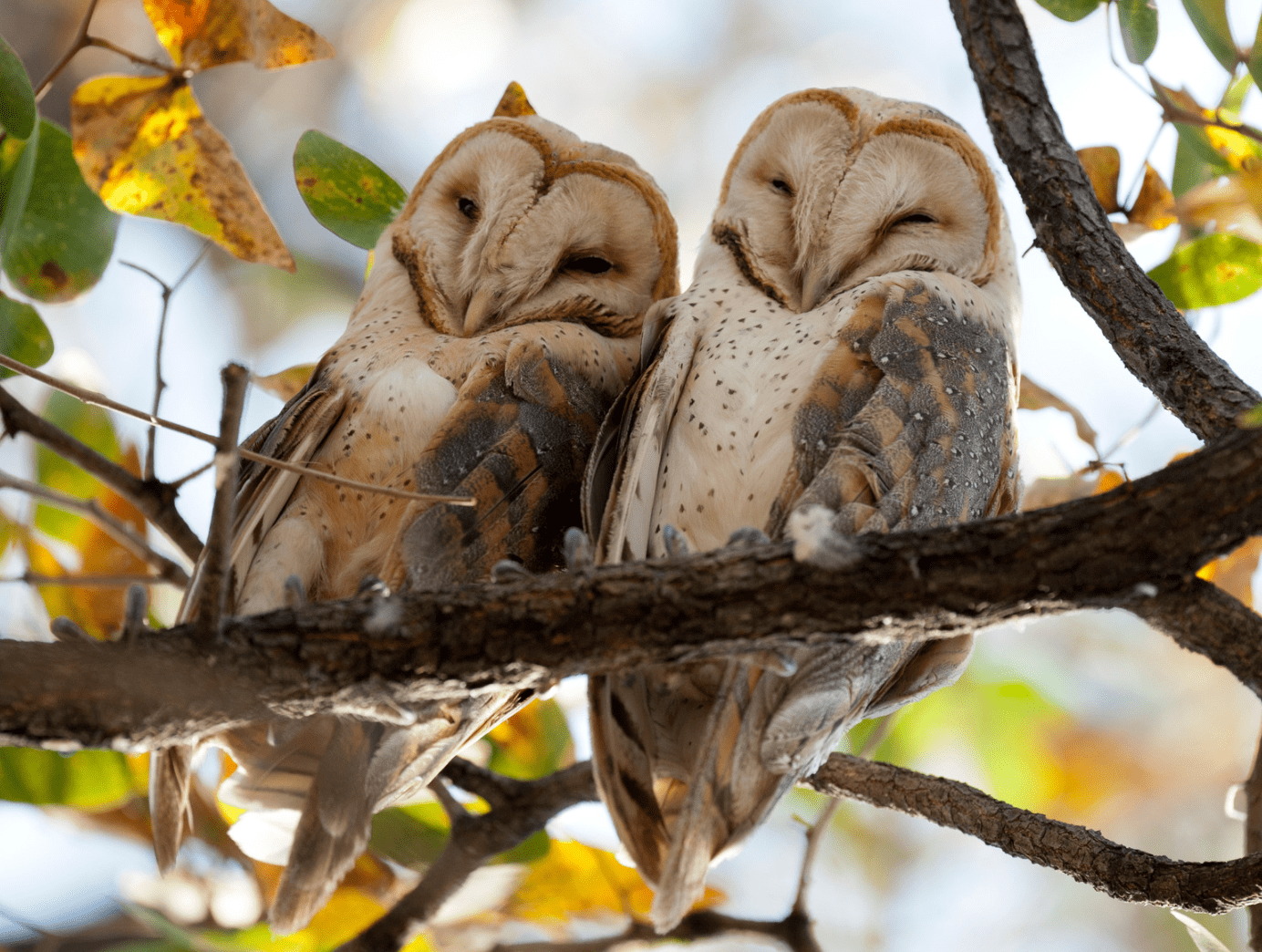 フクロウは火葬できる？亡くなったらすべきことも解説