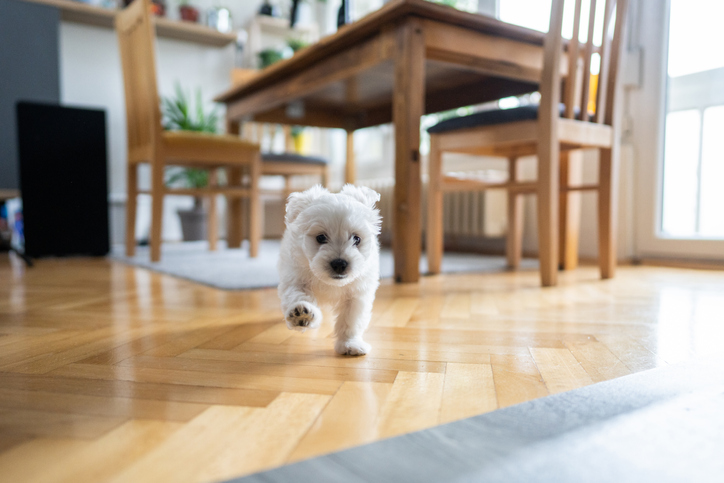 ペットが許可されているマンションでの注意点