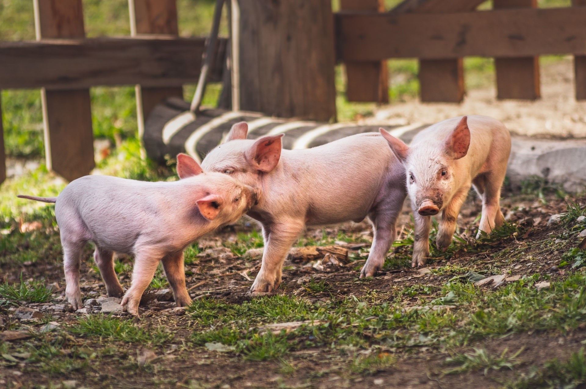 ミニブタの寿命はどれくらい？飼育における注意点や長生きのコツについても解説