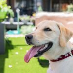 大型犬は要注意？ラブラドールを火葬する前後にやるべきこと