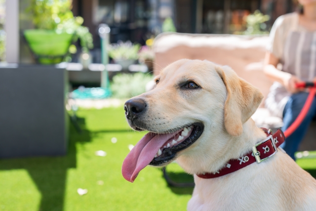 大型犬は要注意？ラブラドールを火葬する前後にやるべきこと