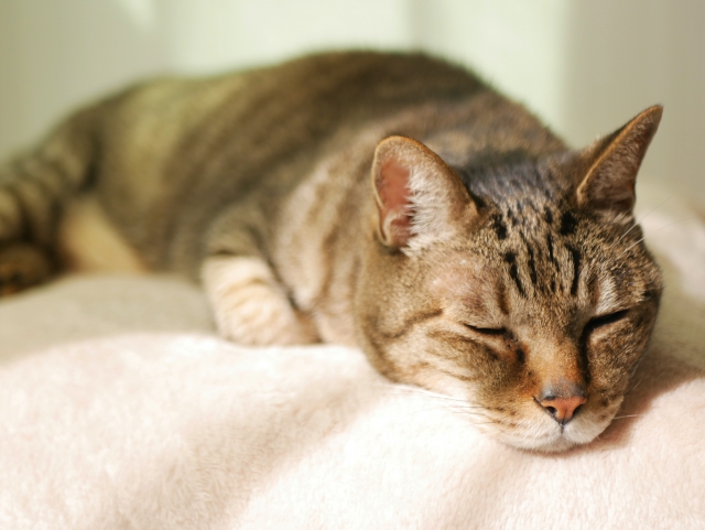 老猫が痩せてきたら？痩せる原因やフードの選び方、日頃の対応を解説