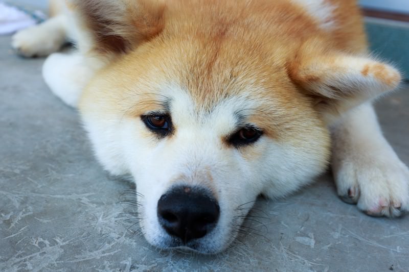 ペットの秋田犬は火葬できる？大型犬は要注意