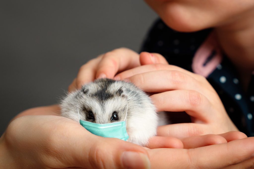 長生きのハムスターが気をつけるべき病気