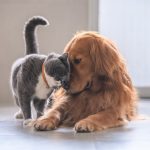 ペット火葬で安い方法はある？ペット火葬の種類や料金相場について徹底解説！