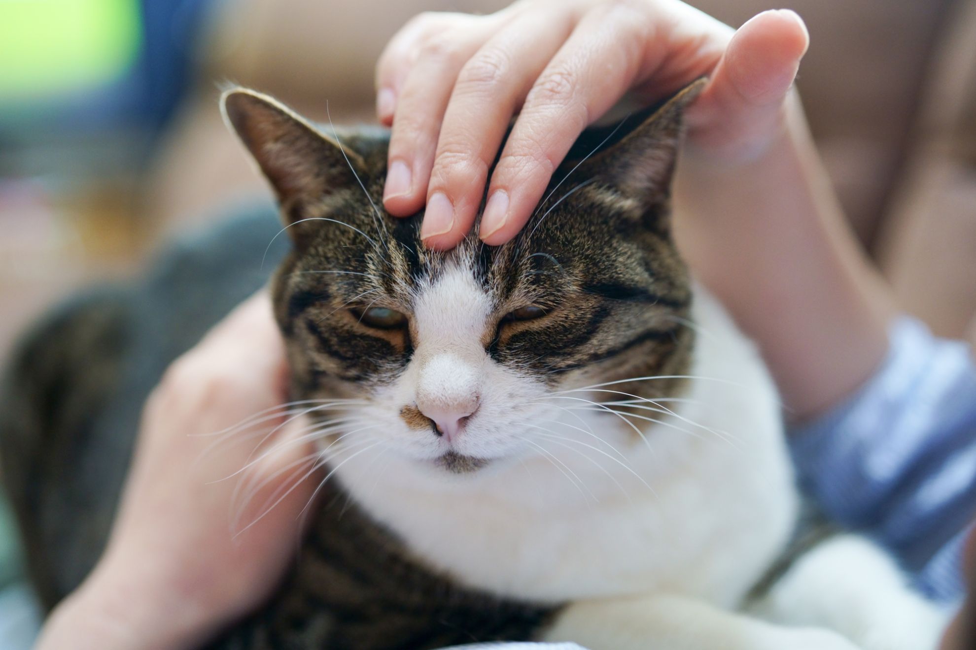 猫が触らせてくれない理由と警戒心の解き方
