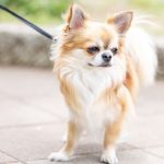 愛犬が突然散歩に行きたがらないのはどうして？理由や対処方法