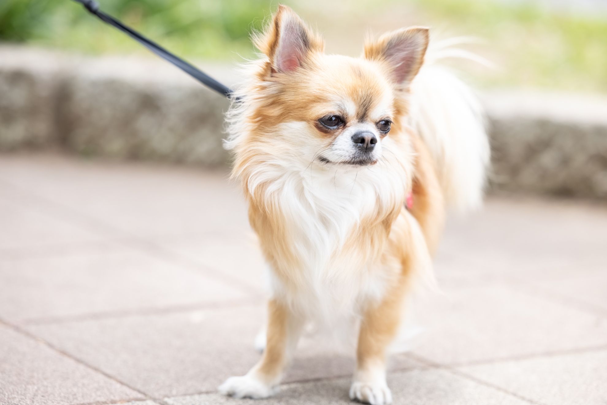 愛犬が突然散歩に行きたがらないのはどうして？理由や対処方法