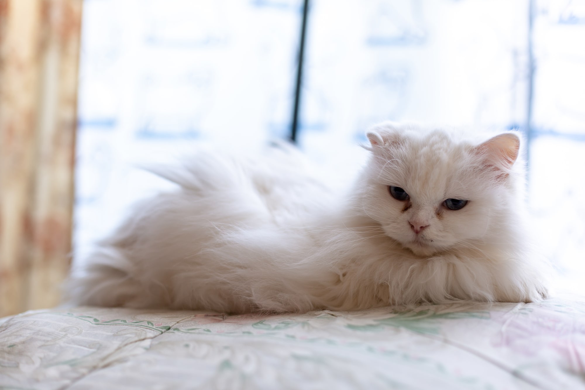 【専門家が教える】猫が老衰してきたときに見せる症状とすべきこと