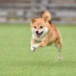 【専門家監修】犬の飛びつきをそのままにしておくのはよくない？やめさせる方法